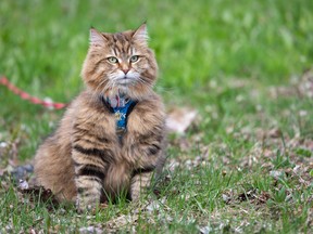 Toronto has abandoned a plan to force pet owners to leash their cats when outside.