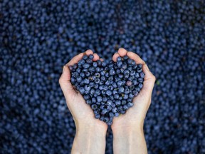 Blueberries held in both hands forming a heart shape.