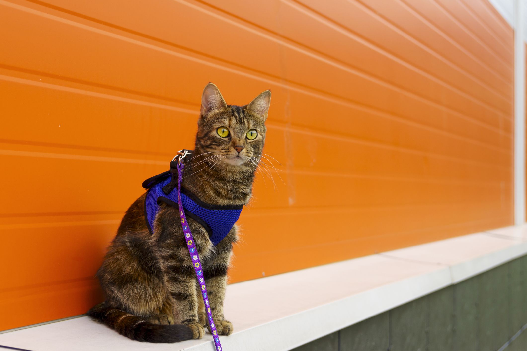 Cats on a leash? The hot topic comes before Toronto council this week