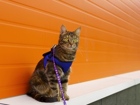 Cats on a leash? The new matter comes earlier than Toronto council this week