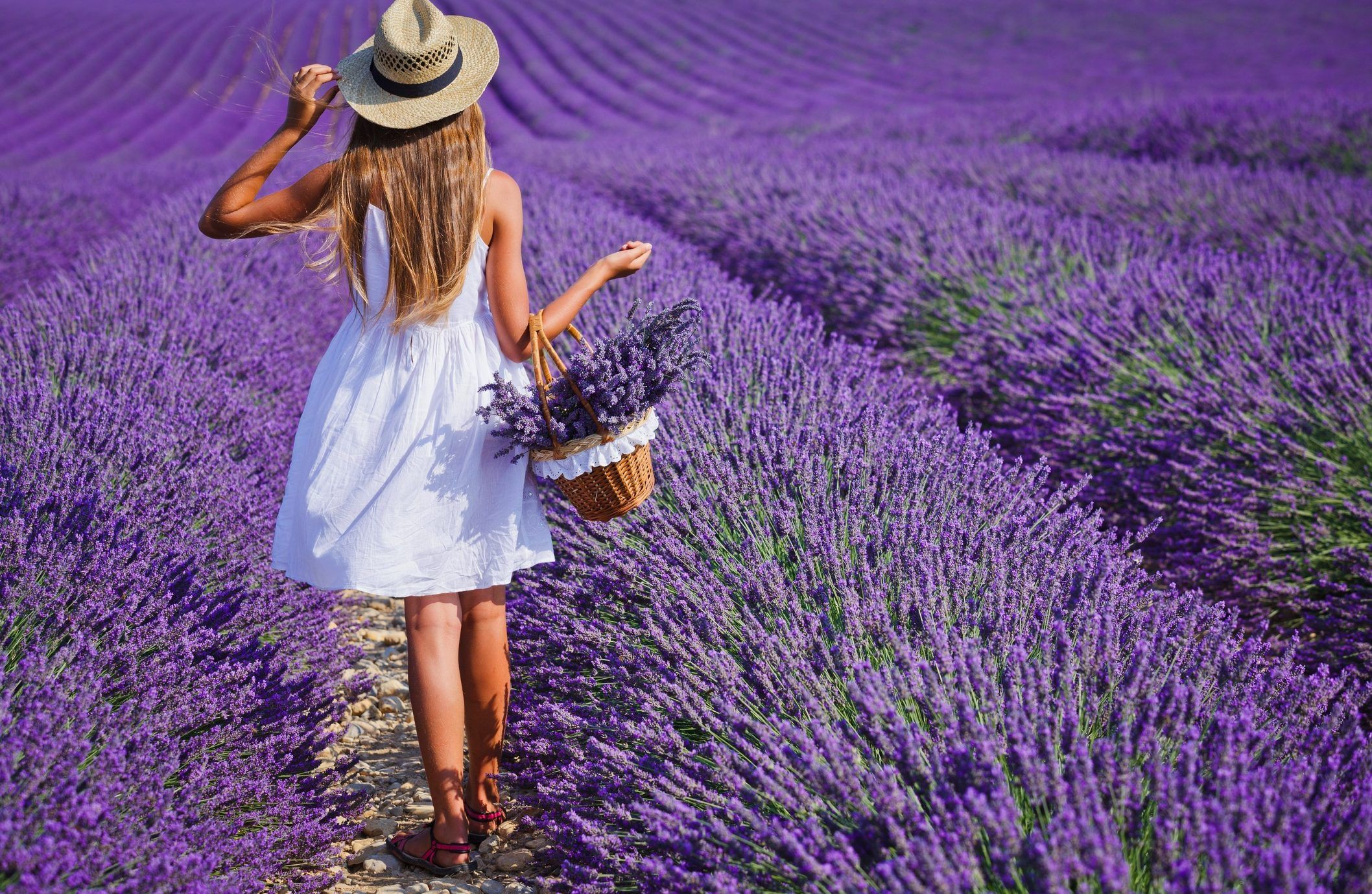 Getting lost in the purple haze of lavender's magic | Toronto Sun