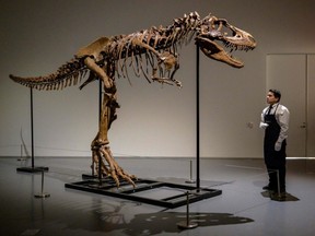 An art handler looks at a Gorgosaurus skeleton as it is unveiled at Sothebys in New York, July 5, 2022.