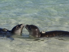 In this July 2012 photo provided by the National Oceanic and Atmospheric Administration, two Hawaiian monk seals with satellite tags mounted on their backs interact at Laysan Island about 940 miles northwest of Honolulu, Hawaii.