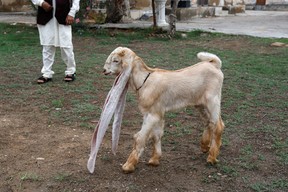 Simba, ein Monat und vier Tage altes Zicklein mit 48 cm langen Ohren, geht am 8. Juli 2022 am Haus seines Besitzers in Karachi, Pakistan, spazieren. REUTERS/Akhtar Soomro