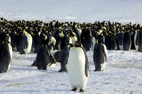 Emperor penguins are seen in Dumont d’Urville, Antarctica, April 10, 2012.