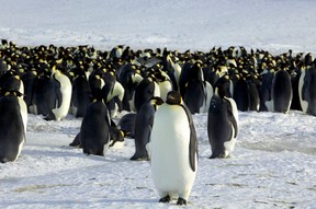 Scientists unearth the story of 'ridiculously charming' penguins 3 Emperor penguins seen in Dumont d'Urville, Antarctica, April 10, 2012.
