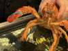 A rare orange lobster got a new lease on life last week when it was saved from the pot at a Florida Red Lobster. Red Lobster