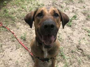 Mercedes, a one-year-old female Coonhound mix, is ready for her Forever Home at the Toronto Humane Society.