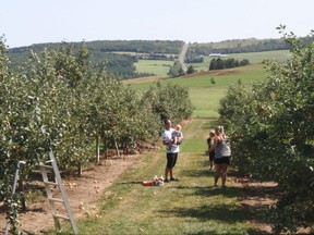 A family picks apples at Le Verger a Ti-Paul in Saint-Elzear, Que.