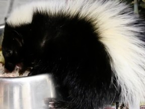 The striped skunk was found with a snap trap clamped onto his neck. The thin and dehydrated patient was given fluids and medicine to ease his pain. Now a healthy weight, he'll soon be ready to scurry off into the wild.