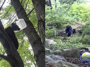 This photo combination, provided by the Connecticut Department of Energy and Environmental Protection - Wildlife Division, shows a bear cub with a plastic container stuck on its head, in Harwinton, Conn., June 23, 2022.