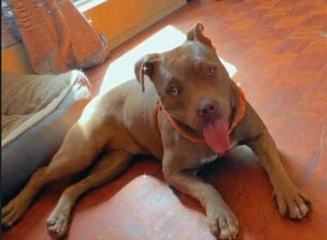 Toronto Crime News Breaking Headlines Exclusive Coverage Toronto Sun