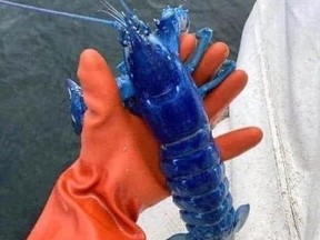 Rare electric blue lobster being held by orange gloved hand.