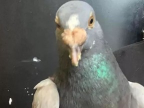 Bob, a homing pigeon from the UK, has ended up in Alabama.