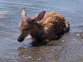 A group of Scarborough residents tried in vain to save a fawn found on the shores of Lake Ontario that was badly injured from a suspected coyote attack on Thursday, June 30, 2022.