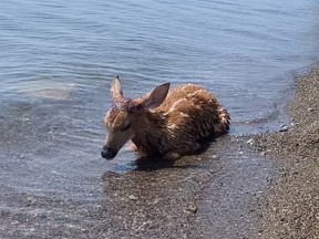 A group of Scarborough residents tried in vain to save a fawn found on the shores of Lake Ontario that was badly injured from a suspected coyote attack on Thursday, June 30, 2022.