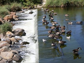 Geese and gulls perch on a ledge at the Fielding Memorial Park bird sanctuary in Greater Sudbury, Ont., Aug. 16, 2021.