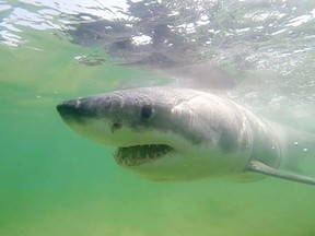 A great white shark known as "Jamison" is shown in a handout photo.