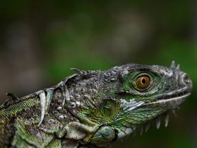 An iguana is seen in Cabanas, Guatemala, on July 11, 2022.