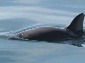 FILE - This undated file photo provided by The National Oceanic and Atmospheric Administration shows a vaquita porpoise. The Mexican Navy said Tuesday, July 5, 2022, it has begun a controversial plan to drop concrete blocks onto the bottom of the Gulf of California to snag illegal nets that drown critically endangered vaquita marina porpoises.
