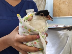 The Toronto Wildlife Centre suspects dozens of pigeons found convulsing in North York may have been poisoned.