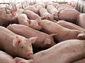 Schweine, die sich dem Marktgewicht nähern, stehen am 9. April 2018 in einem Gehege auf den Duncan Farms in Polo, Illinois.