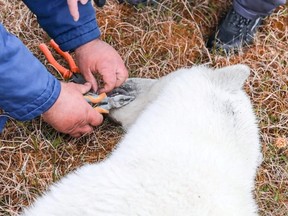 Specialists remove a tin can from a tongue of a sedated female polar bear in the Arctic settlement of Dikson on the Taymyr Peninsula, Russia, Thursday, July 21, 2022.