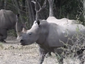 White rhinos are seen at Zinave National Park in this screengrab from AFP video.