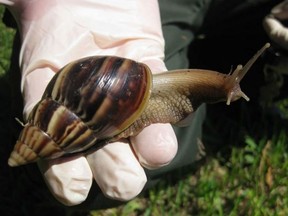 The giant African land snail carries a parasite that can cause meningitis in humans