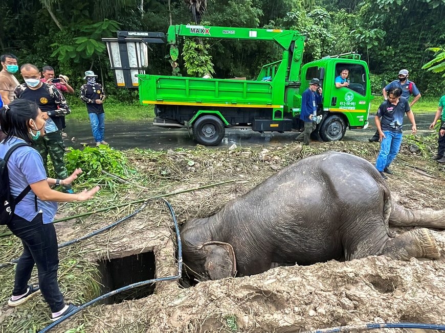Mother, baby elephant rescued from roadside hole in Thailand Toronto Sun