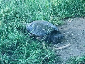 A conservation group is asking drivers and others to help turtles get off area roadways, and offering tips on how to do so. (Free Press photo)