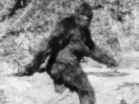 1967 frame from Roger Patterson - Bob Gimlin film of Sasquatch (bigfoot) from internet.