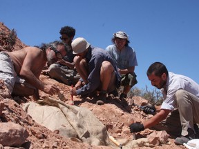 Palaeontologists work on the excavation of bones and fossils that belonged to a newly discovered species of bipedal armoured dinosaur, Jakapil kaniukura, in Rio Negro, Argentina February 2, 2016.