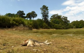 A dead fish is seen in a pond near Monfort en Chalosse, southwestern France, on August 3, 2022. (Photo by GAIZKA IROZ/AFP via Getty Images)
