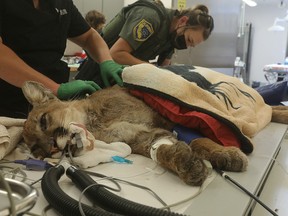 A young male mountain lion, which officials say was shot by police earlier in the day in Hollister, California, awaits emergency surgery at the Oakland Zoo in Oakland, California, U.S., August 26, 2022.