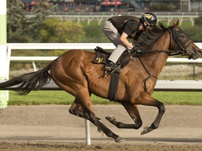 Woodbine Racetrack.163rd. Queen's Plate contender The Minkster breezes under jockey David Moran for owner Sea Glass Stables LLC and trainer Daniel J. Vella.The Minkster will attempt to capture the $1,000,000 dollar Queen's Plate at Woodbine on Sunday August 21, 2022.