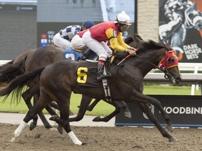 The red and gold silks that have found the Plate winner’s circle five times will be carried by Dancin in Da’Nile, a son of Pioneerof The Nile that had one win in his first five starts. Michael Burns photo