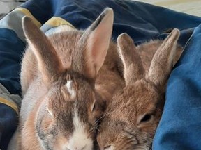 Agedashi and Shiitake, two bonded one-year-old male American rabbits, are available for adoption at the Toronto Humane Society.