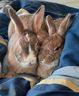 Agedashi und Shiitake, zwei gebundene einjährige männliche amerikanische Kaninchen, stehen zur Adoption bei der Toronto Humane Society zur Verfügung.