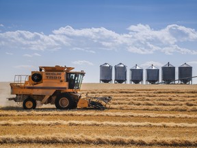 Richard Reid drives a combine while harvesting a wheat crop near Cremona, Alta., Thursday, Sept. 9, 2021. THE CANADIAN PRESS/Jeff McIntosh