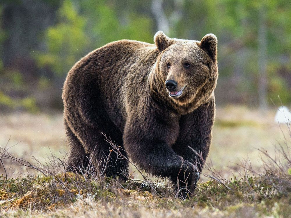 Colorado man shoots, kills bear after it entered his home | Toronto Sun