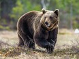 Wild Brown Bear on the bog in spring forest.