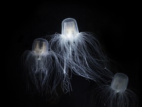 The Sea Wasp - Immortal Jellyfish.