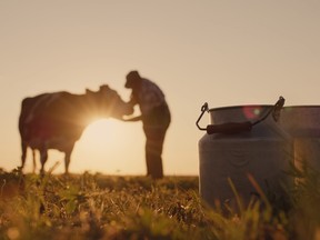 The silhouette of a farmer, stands near a cow. Milk cans in the foreground.