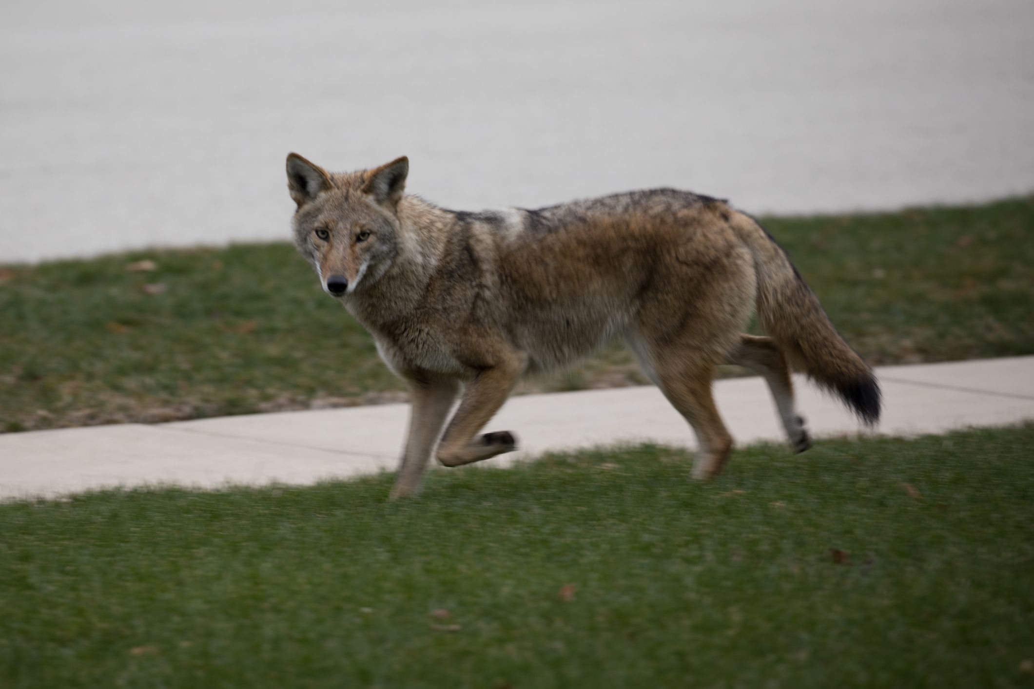 Free coyote whistles handed out to Burlington after five attacks