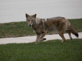 An 82-year-old woman who was sleeping outdoors in a chair at a Burlington retirement home woke to find a coyote biting her hip.
