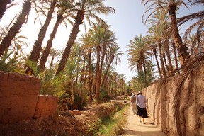 Strolling through the giant palm groves near the small oasis town of Zagora on the fringe of the Sahara. Photo by Pamela Roth