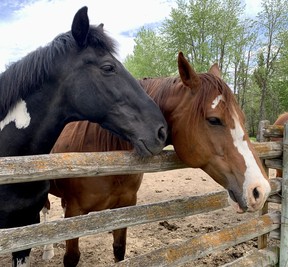 Connecting with horses reflects the philosophy of Echo Valley Ranch. VERONICA HENRI/TORONTO SUN