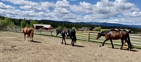 Connecting with the horses is part of the experience at Echo Valley Ranch.  VERONICA HENRI/TORONTO SUN