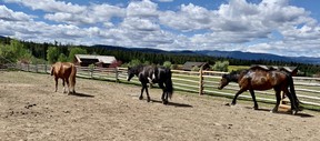 Connecting with the horses is part of the experience at Echo Valley Ranch. VERONICA HENRI/TORONTO SUN